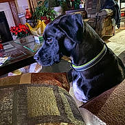 Pepper joined the competition — help win amazing prizes! dog, black_dog, collar, couch, living_room, plant, potted_plant, cushion, table, chair, fireplace, blanket, indoor, pet, furniture, home_decor, side_view, animal, domestic_animal, relaxed