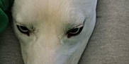 Frosty is registered to the contest to win money with this photo: dog, white_dog, pet, close_up, hand, lap, resting, calm, indoors, casual, relaxed, animal, fur, face, snout, ears, person, clothing, green_shirt, gray_pants
