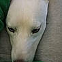 dog, white_dog, pet, close_up, hand, lap, resting, calm, indoors, casual, relaxed, animal, fur, face, snout, ears, person, clothing, green_shirt, gray_pants