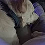 Frosty joined the competition — help win amazing prizes! dog, white_dog, collar, resting, indoor, lap, person, legs, soft_lighting, cozy, pet, animal, fur, close_up, relaxing, companion, quiet, calm, home, casual