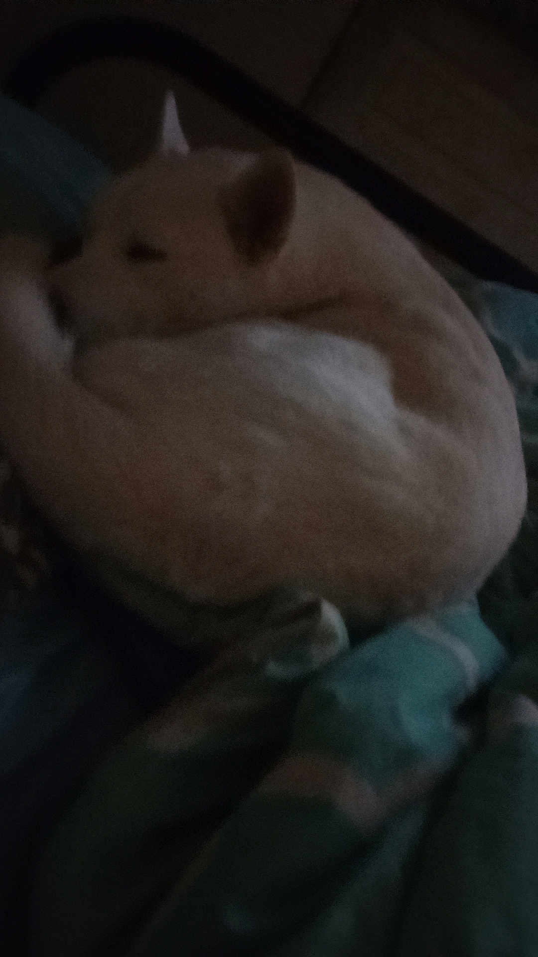 Frosty is registered to the contest to win money with this photo: dog, sleeping, bed, blanket, indoor, resting, animal, fur, cozy, curled_up, pet, soft, quiet, dark, furniture, comfort, home, relaxation, mammal, domestic