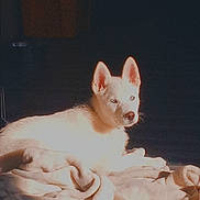 Frosty joined the competition — help win amazing prizes! dog, puppy, blanket, sunlight, indoor, floor, pet, animal, resting, fur, ears, eyes, shadow, cozy, comfort, domestic, cute, relaxing, light, warm