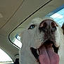 Frosty is registered to the contest to win money with this photo: dog, white_dog, blue_eyes, tongue_out, close_up, car_interior, seatbelt, window, sky, pet, canine, animal, happy, tongue, fur, nose, mouth, seat, daylight, travel