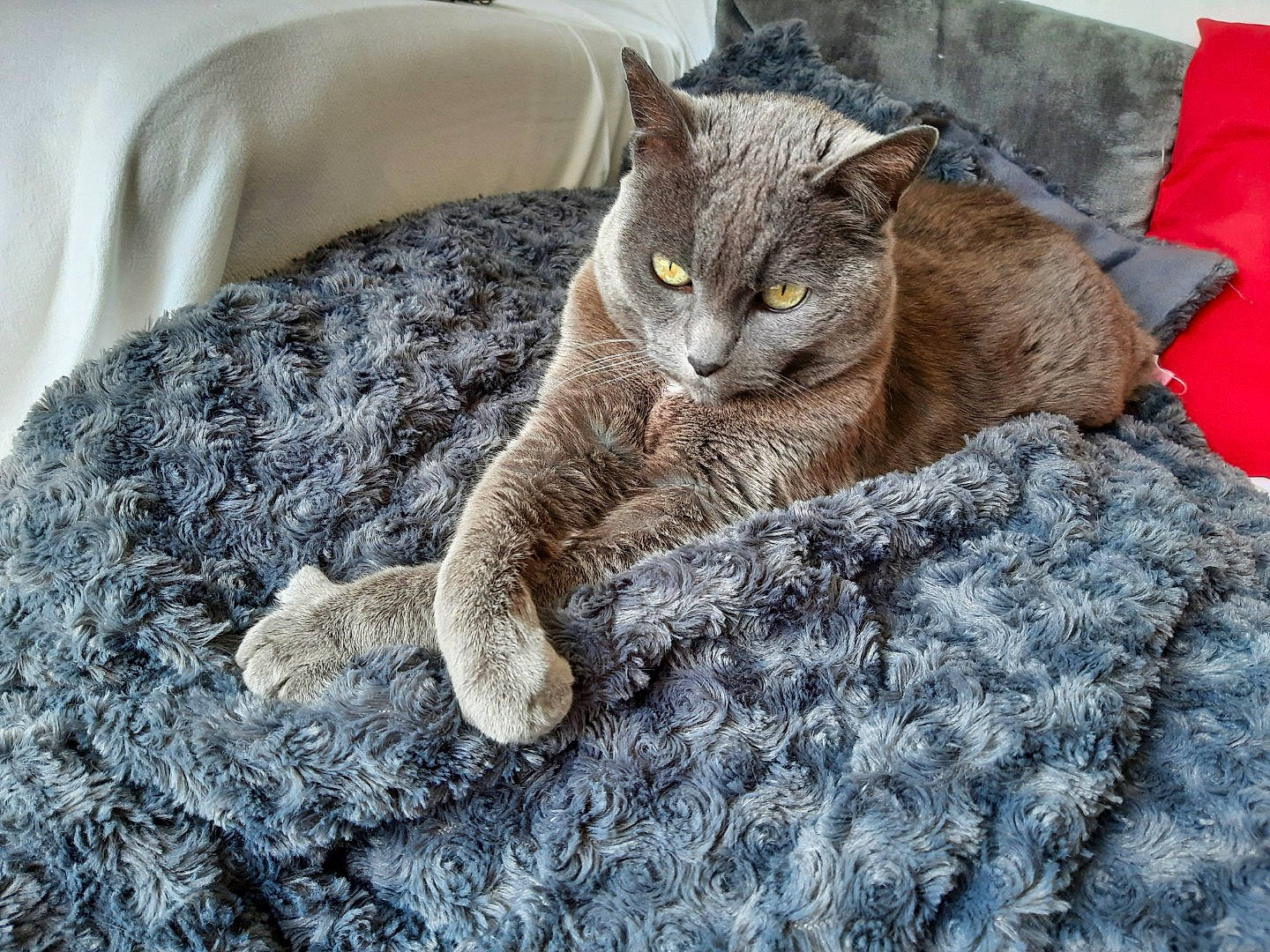 Gribouille a rejoint le concours — aidez-le/la à gagner de superbes lots ! carnivore, cat, claw, comfort, domestic_short_haired_cat, fawn, felidae, fur, grey, linens, paw, sitting, small_to_medium_sized_cats, snout, tail, terrestrial_animal, whiskers, wildlife