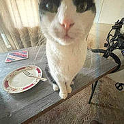Kali joined the competition — help win amazing prizes! cat, black_and_white, pet, animal, sitting, table, plate, fork, kitchen, indoor, bicycle, carpet, curtain, close_up, portrait, whiskers, pink_nose, green_eyes, fur, home