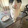 cat, black_and_white, pet, animal, sitting, table, plate, fork, kitchen, indoor, bicycle, carpet, curtain, close_up, portrait, whiskers, pink_nose, green_eyes, fur, home