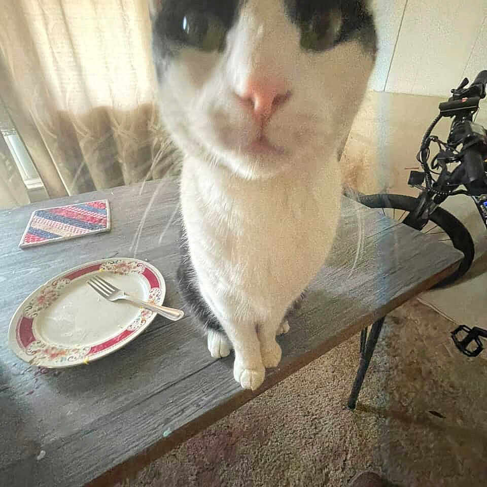 Kali joined the competition — help win amazing prizes! cat, black_and_white, pet, animal, sitting, table, plate, fork, kitchen, indoor, bicycle, carpet, curtain, close_up, portrait, whiskers, pink_nose, green_eyes, fur, home