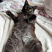 Bruce Wayne is registered to the contest to win money with this photo: black_cat, cat, animal, pet, yellow_eyes, fur, paws, whiskers, ears, bed, blanket, bedding, floral_pattern, close_up, indoor, cozy, relaxed, lying_on_back, portrait, soft_texture