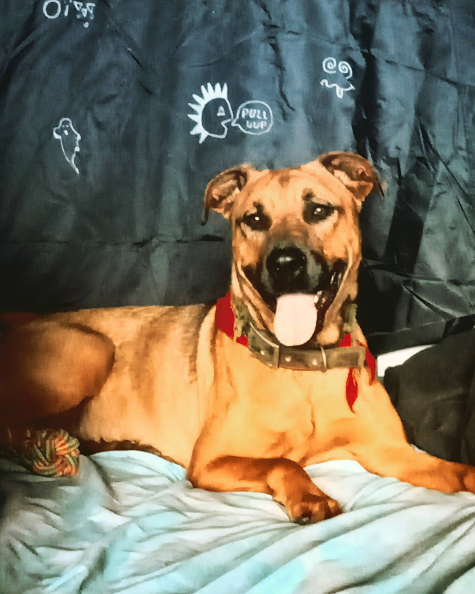 Oly a rejoint le concours — aidez-le/la à gagner de superbes lots ! belt, canidae, carnivore, collar, companion_dog, dog, dog_breed, dog_clothes, dog_collar, dog_supply, fawn, fur, guard_dog, hat, pet_supply, sleeve, snout, sporting_group, toy_dog, whiskers