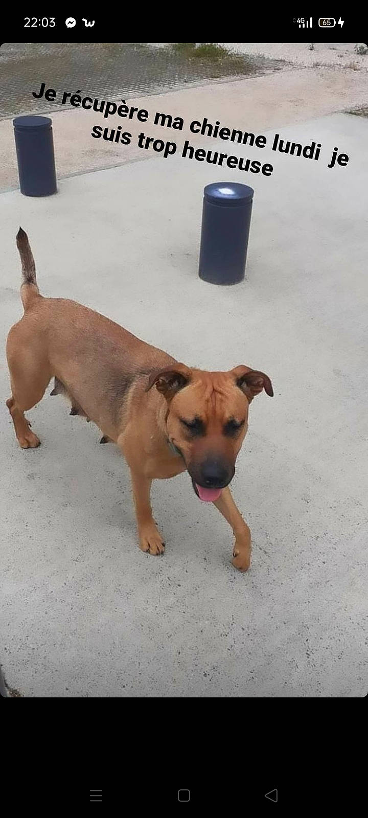 Oly participe au concours pour gagner de l'argent avec cette photo : canidae, carnivore, collar, companion_dog, dog, dog_breed, dog_collar, dog_supply, fawn, flooring, liver, paw, pet_supply, snout, sporting_group, street_dog, tail, toy_dog, working_animal, working_dog