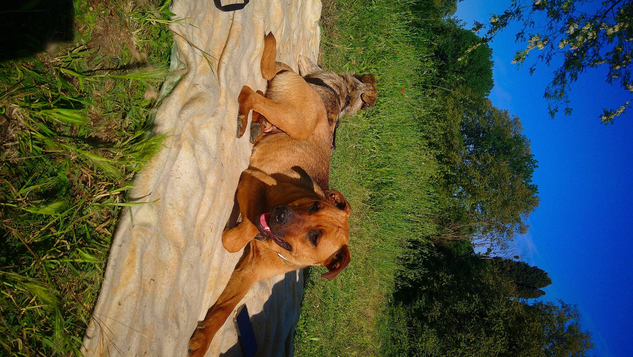 Oly participe au concours pour gagner de l'argent avec cette photo : canidae, carnivore, dog, dog_breed, fawn, fur, grass, lion, plant, sky, snout, sporting_group, tail, terrestrial_animal, tree, trunk, twig, wildlife, wood, working_animal