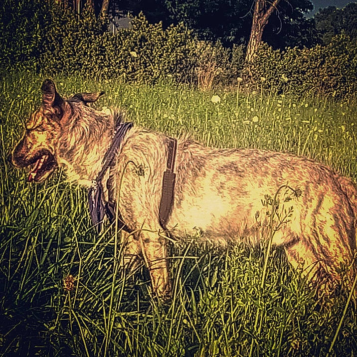 Mako participe au concours pour gagner de l'argent avec cette photo : art, big_cats, carnivore, dog, dog_breed, ecoregion, fawn, felidae, grass, grass_family, grassland, landscape, natural_landscape, painting, people_in_nature, plant, snout, tail, terrestrial_animal, wood