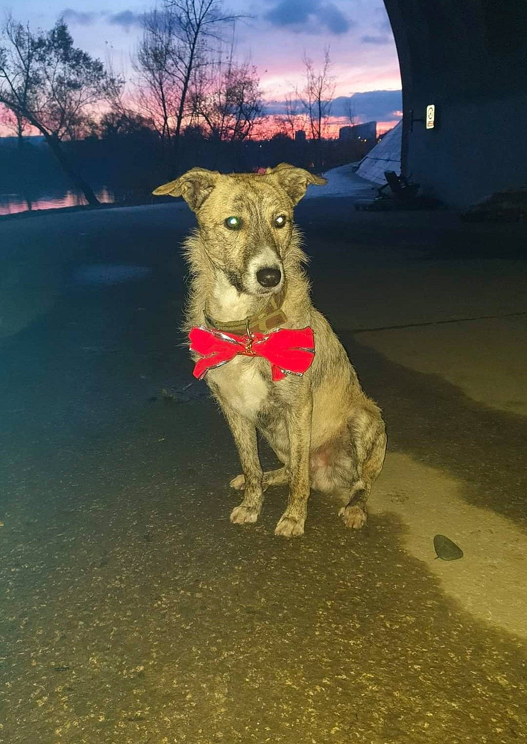 Mako a rejoint le concours — aidez-le/la à gagner de superbes lots ! asphalt, carnivore, cloud, companion_dog, dog, dog_breed, fawn, grass, landscape, lighting, morning, road_surface, sky, snout, street_dog, tail, tree, water, window, working_animal