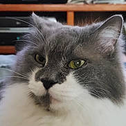 Diesel joined the competition — help win amazing prizes! cat, fluffy, gray, white, green_eyes, close_up, indoor, pet, feline, whiskers, fur, animal, portrait, relaxed, cute, domestic, mammal, soft, face, head