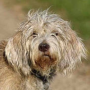 Gipsy a rejoint le concours — aidez-le/la à gagner de superbes lots ! animal, brown_fur, canine, close_up, collar, cute, daylight, dog, ears, expression, fur_texture, looking, muzzle, nature, outdoor, pet, portrait, scruffy, shaggy, wet_fur