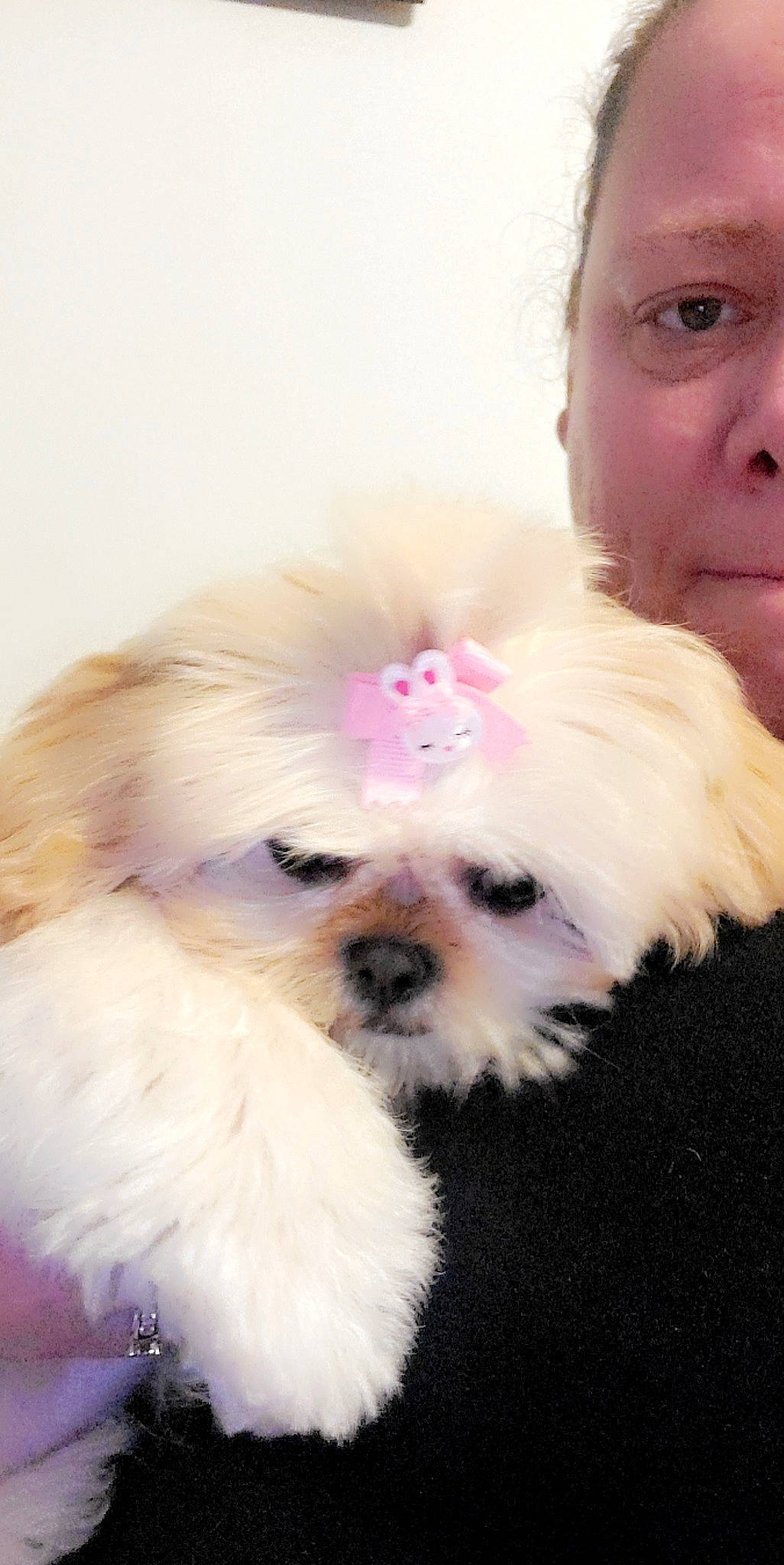 Bailey is registered to the contest to win money with this photo: canidae, carnivore, companion_dog, dog, dog_breed, eye, eyewear, fawn, fur, hair, head, mal_shi, maltepoo, shih_poo, small_terrier, snout, sporting_group, terrier, toy_dog, working_animal