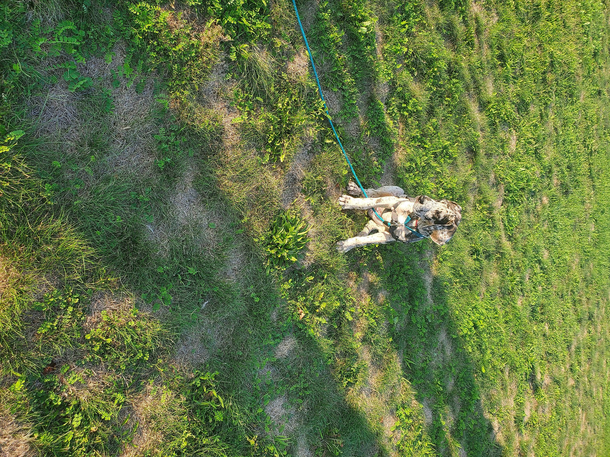 Indica is registered to the contest to win money with this photo: ecoregion, forest, grass, grass_family, grassland, groundcover, landscape, meadow, natural_environment, natural_landscape, pasture, people_in_nature, plant, plant_community, prairie, shrub, soil, watercourse, wildlife, wood