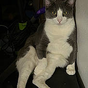 Salem joined the competition — help win amazing prizes! cat, gray_and_white_cat, sitting, lounging, paws, whiskers, yellow_eyes, portrait, indoor, wall, vacuum_cleaner, cables, furniture, floor, flash_lighting, chubby, relaxed, staring, pet, domestic_cat