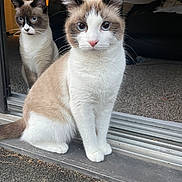 Queenluna joined the competition — help win amazing prizes! cat, cats, blue_eyes, indoor, doorway, carpet, curious, sitting, pets, feline, animal, fur, whiskers, ears, tail, two_animals, close_up, domestic_cat, household, eyes