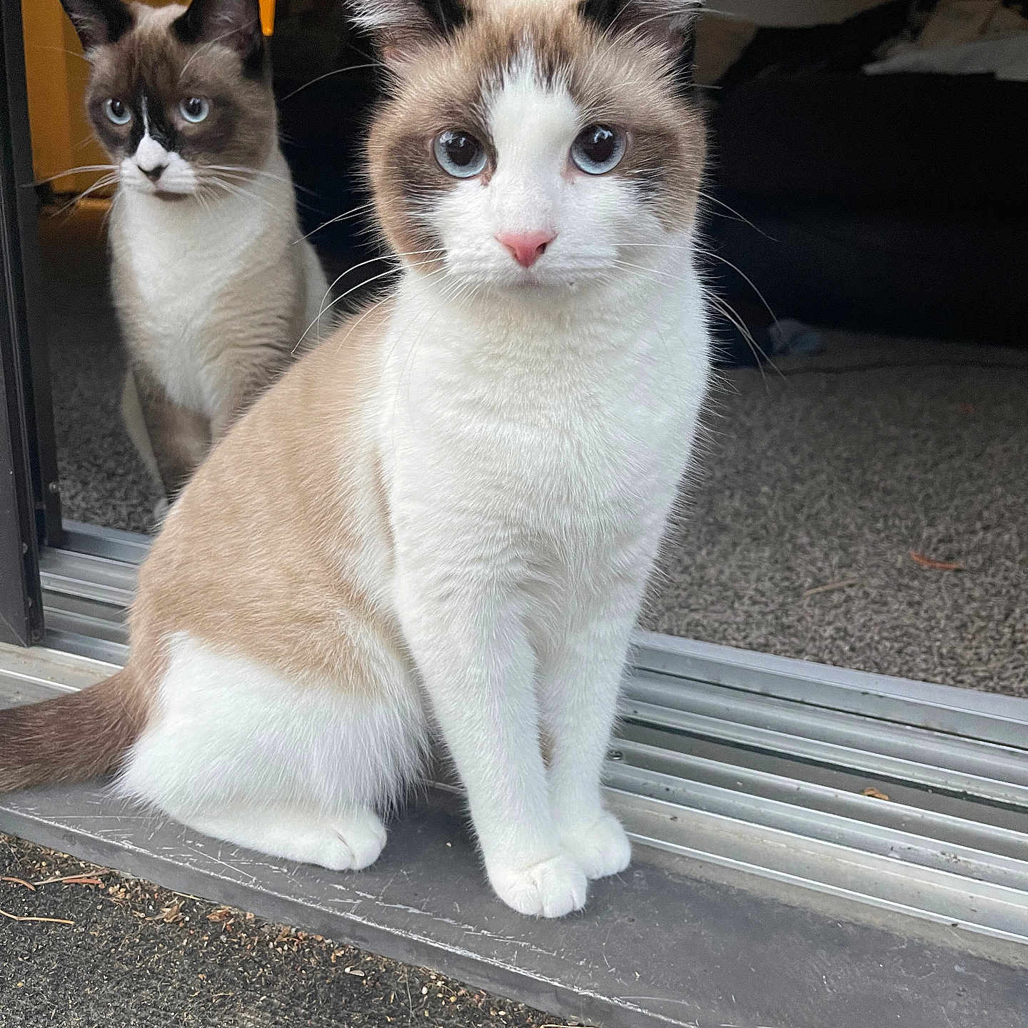 Queenluna joined the competition — help win amazing prizes! animal, blue_eyes, carpet, cat, cats, close_up, curious, domestic_cat, doorway, ears, eyes, feline, fur, household, indoor, pets, sitting, tail, two_animals, whiskers