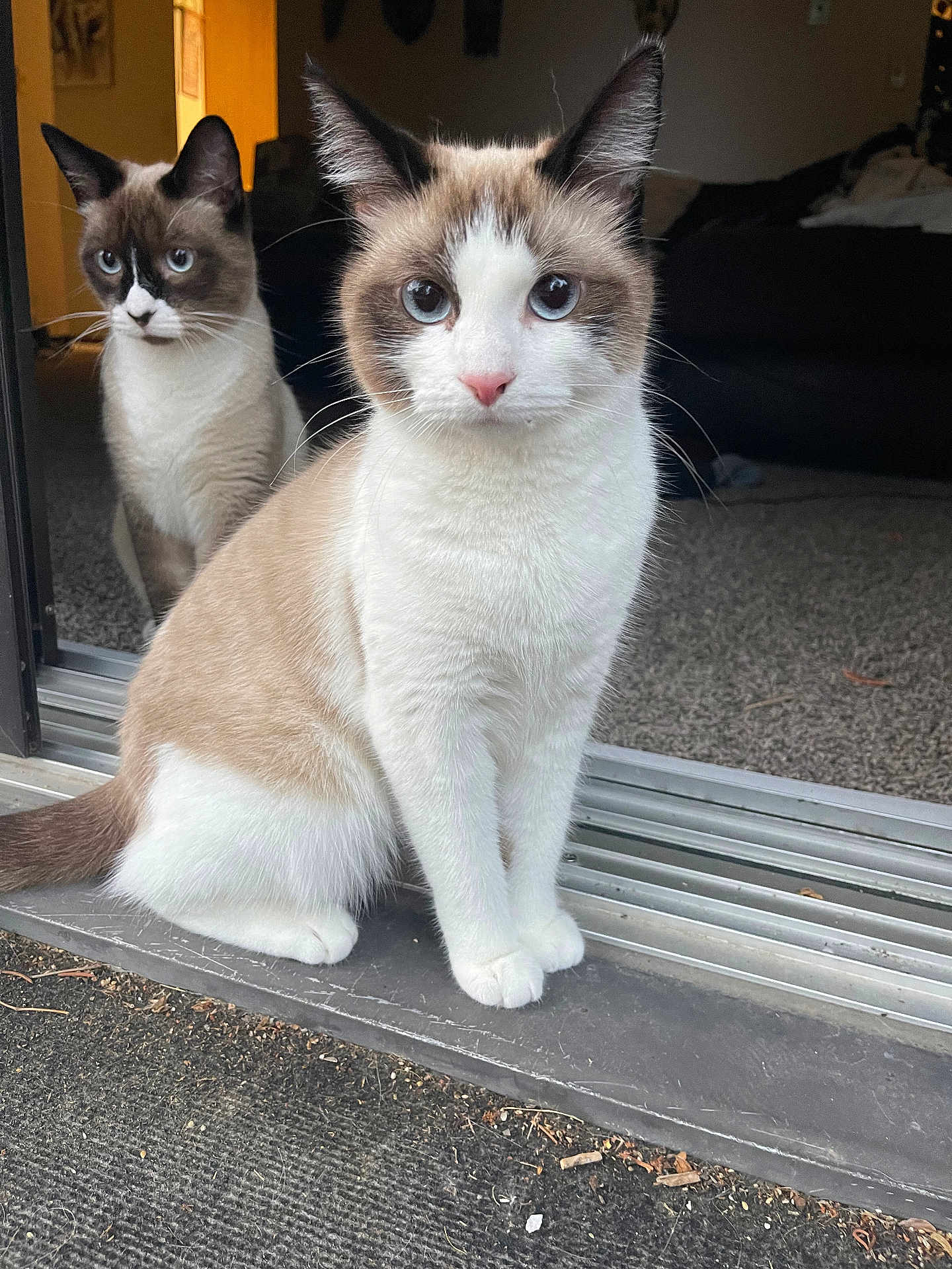 Queenluna joined the competition — help win amazing prizes! cat, cats, blue_eyes, indoor, doorway, carpet, curious, sitting, pets, feline, animal, fur, whiskers, ears, tail, two_animals, close_up, domestic_cat, household, eyes