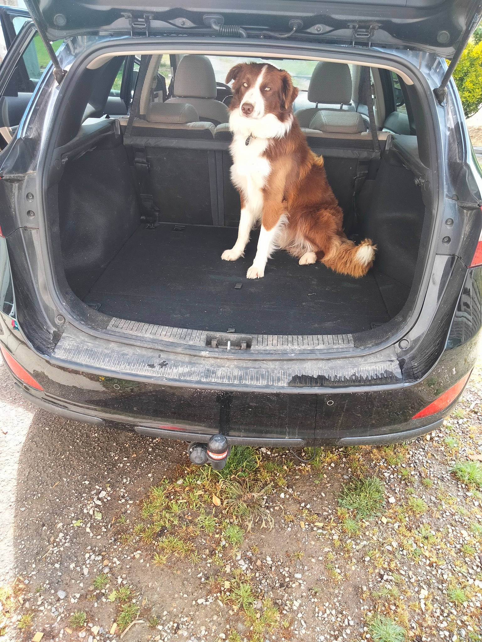 Rio a rejoint le concours — aidez-le/la à gagner de superbes lots ! automotive_design, automotive_exterior, automotive_lighting, automotive_mirror, automotive_parking_light, automotive_tire, bumper, car, carnivore, companion_dog, dog, dog_breed, fender, grille, hood, land_vehicle, motor_vehicle, trunk, vehicle, vehicle_door