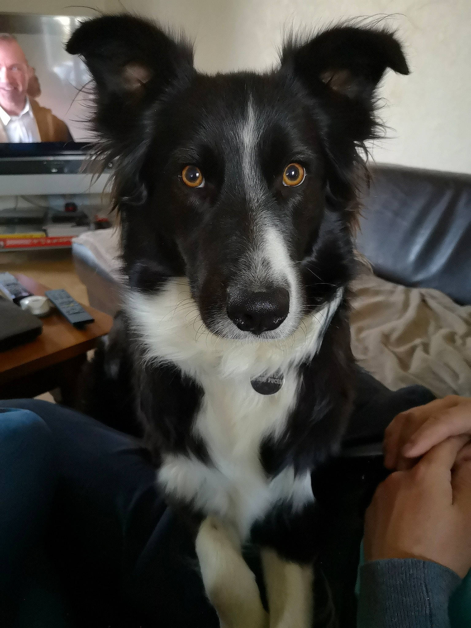 Millie participe au concours pour gagner de l'argent avec cette photo : australian_collie, australian_shepherd, border_collie, canidae, carnivore, companion_dog, dog, dog_breed, herding_dog, mammal, mcnab, rare_breed_dog, snout, sporting_group, stabyhoun, vertebrate, welsh_sheepdog, working_dog