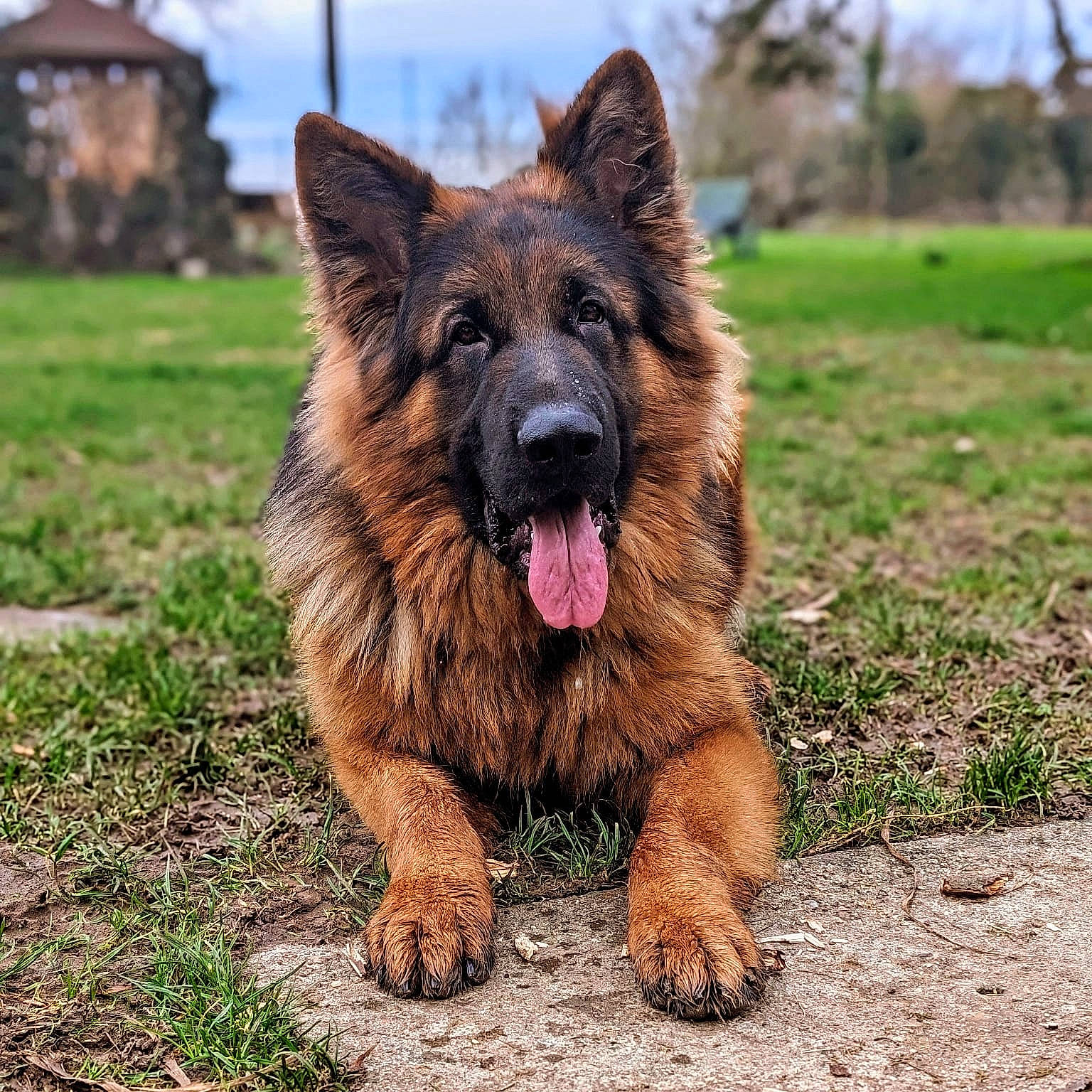 Togo participe au concours pour gagner de l'argent avec cette photo : canidae, carnivore, cloud, companion_dog, dog, dog_breed, german_shepherd_dog, grass, herding_dog, king_shepherd, old_german_shepherd_dog, plant, sky, snout, sporting_group, terrestrial_animal, working_dog