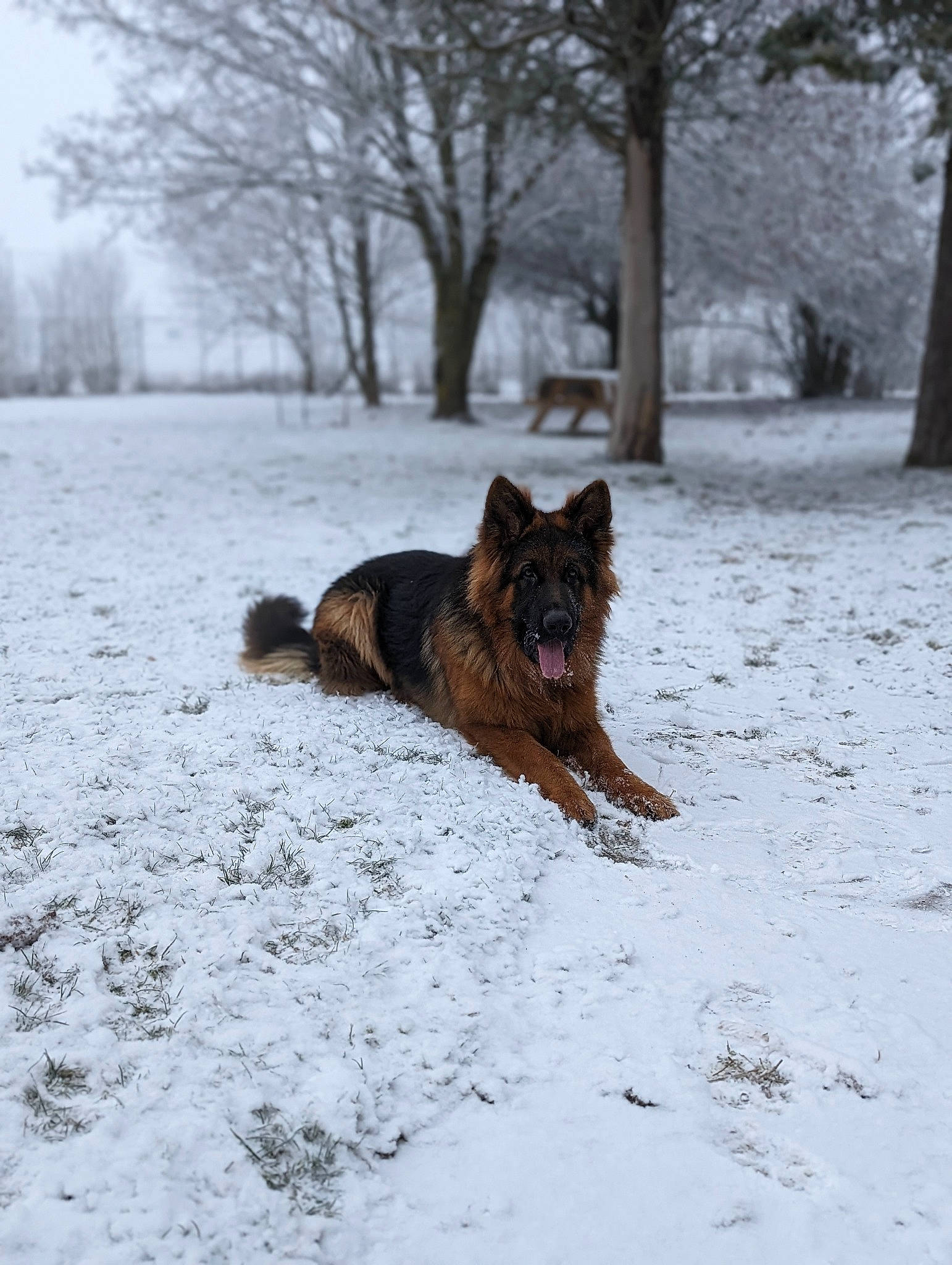 Togo participe au concours pour gagner de l'argent avec cette photo : canis, carnivore, companion_dog, dog, dog_breed, felidae, fox, freezing, fur, liver, old_german_shepherd_dog, snow, sporting_group, tail, terrestrial_animal, tree, wildlife, winter, wood, working_dog