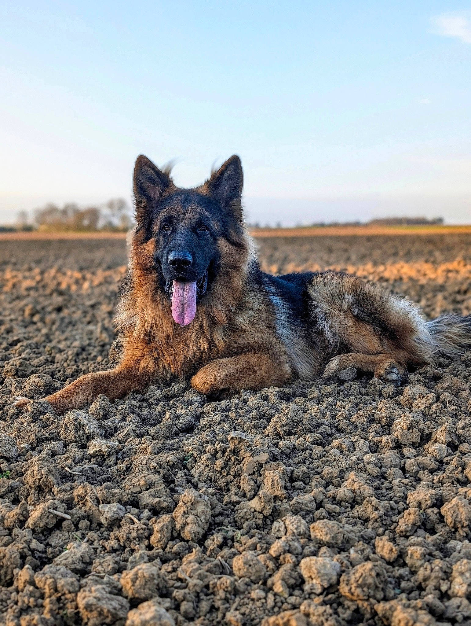 Togo a rejoint le concours — aidez-le/la à gagner de superbes lots ! canidae, carnivore, cloud, dog, dog_breed, fur, german_shepherd_dog, grass, horizon, king_shepherd, landscape, plant, rock, sand, sky, soil, sporting_group, terrestrial_animal, working_dog