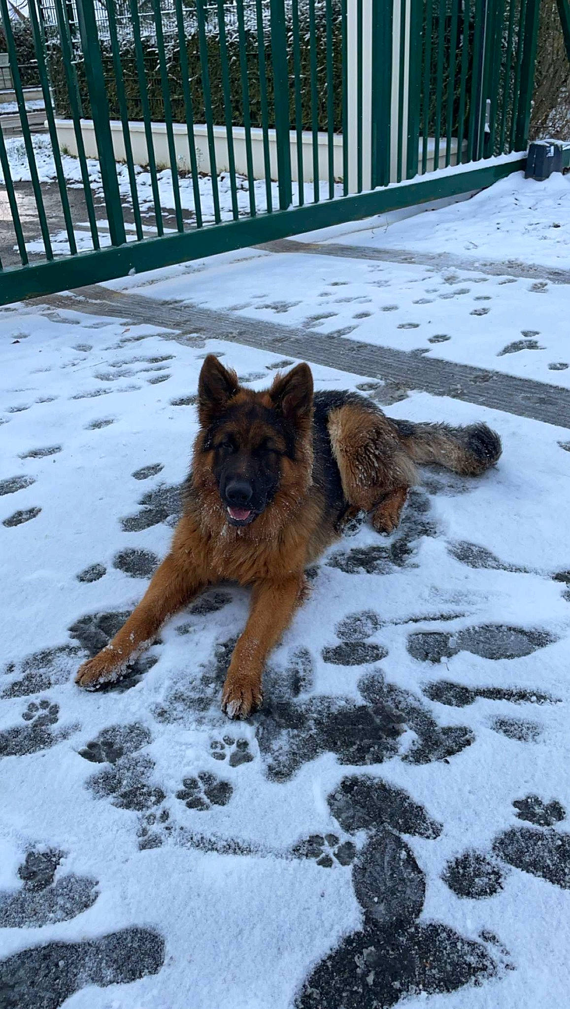 Togo a rejoint le concours — aidez-le/la à gagner de superbes lots ! canidae, carnivore, companion_dog, dog, dog_breed, east_european_shepherd, fawn, fence, german_shepherd_dog, guard_dog, herding_dog, king_shepherd, old_german_shepherd_dog, snout, snow, sporting_group, tail, terrestrial_animal, winter, working_dog