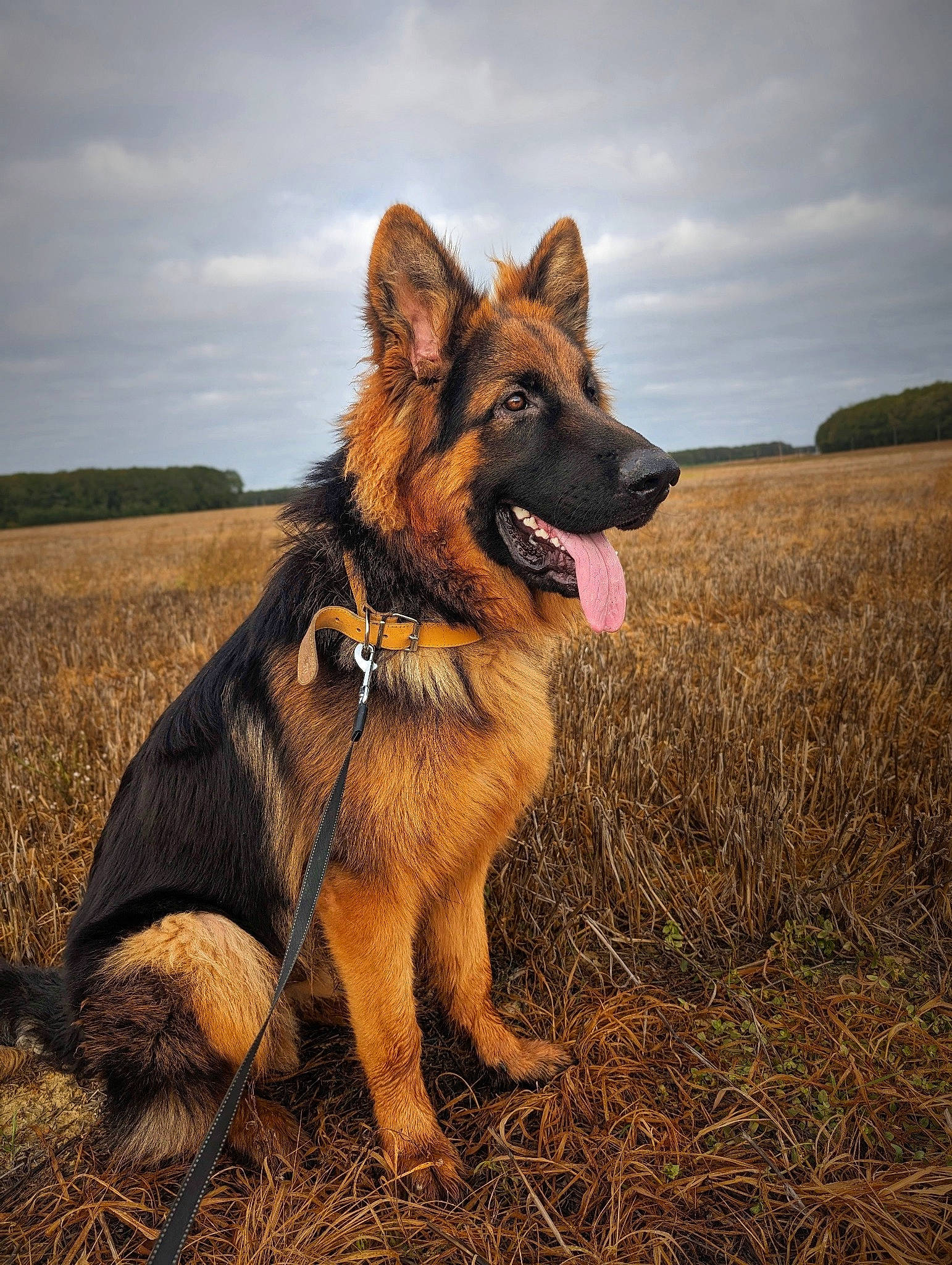 Togo participe au concours pour gagner de l'argent avec cette photo : canidae, carnivore, cloud, companion_dog, dog, dog_breed, east_european_shepherd, fawn, german_shepherd_dog, grass, grassland, guard_dog, herding_dog, king_shepherd, plant, sky, snout, sporting_group, terrestrial_animal, working_dog