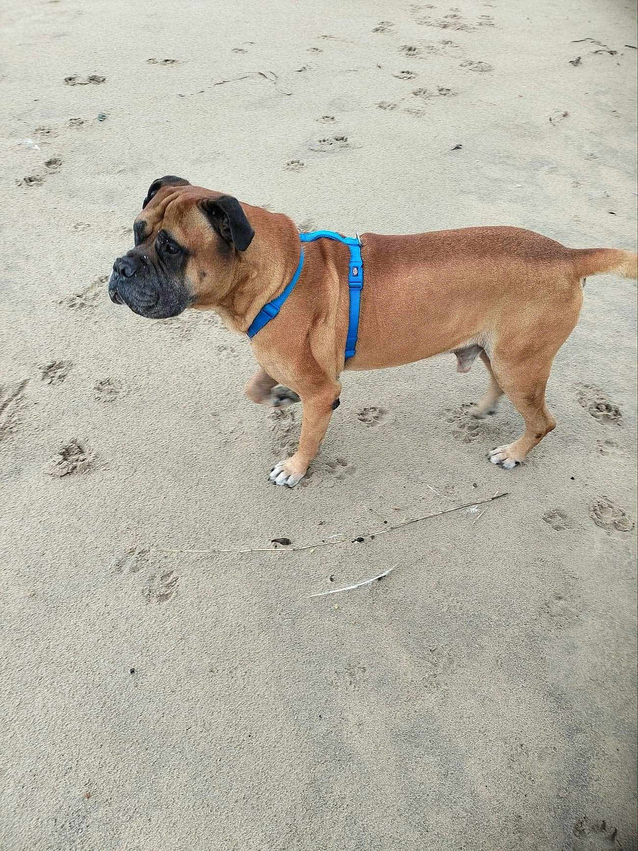 Baloo