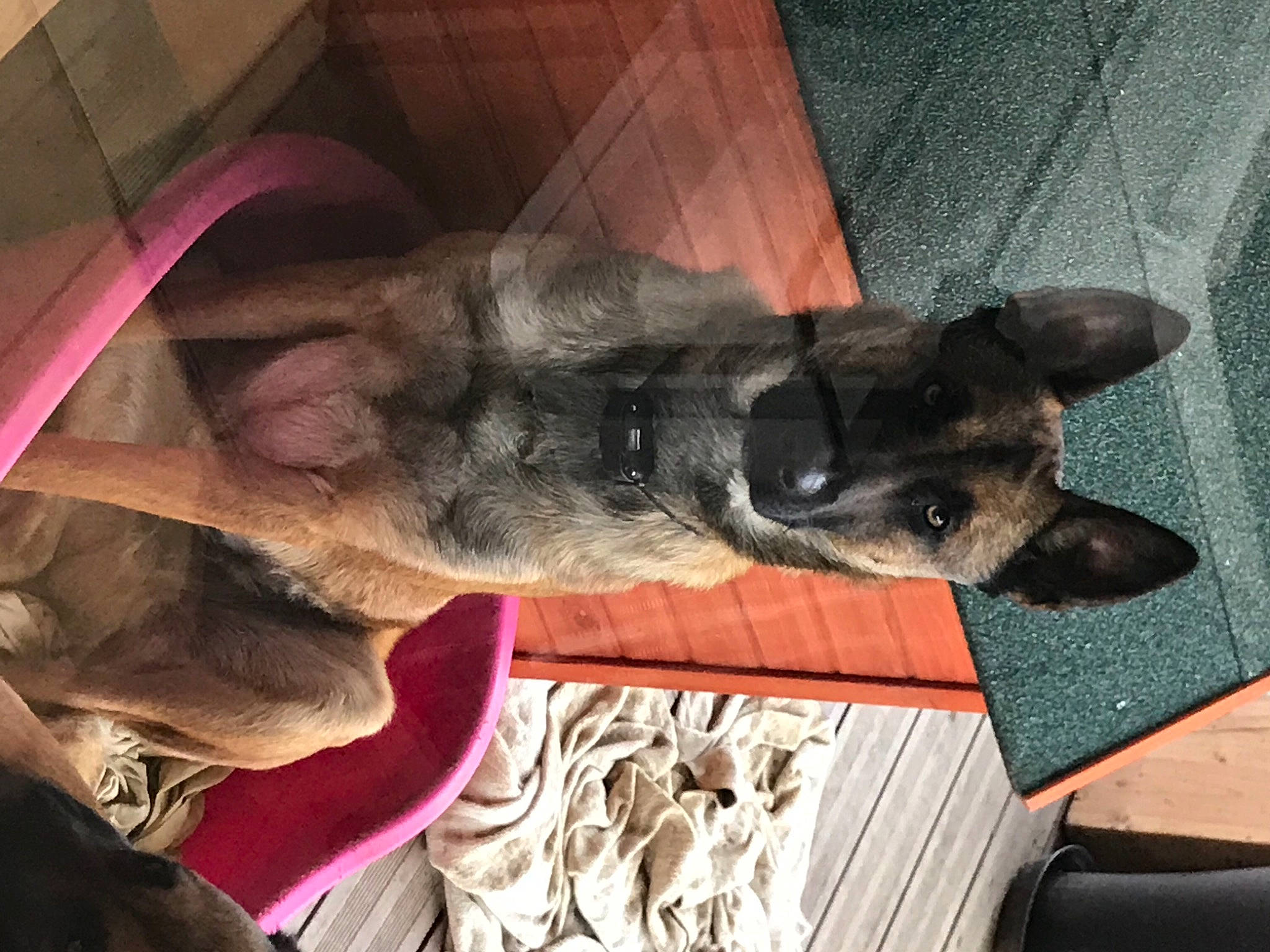 Starko participe au concours pour gagner de l'argent avec cette photo : canidae, carnivore, dog, dog_breed, ear, fawn, mammal, snout, sporting_group