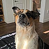Ezekiel joined the competition — help win amazing prizes! dog, pet, animal, sitting, portrait, close_up, indoors, bed, bedroom, home, hardwood_floor, door, bathroom, sunlight, fur, brown_fur, black_fur, white_chest, floppy_ears, looking_at_camera