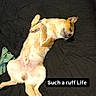Ezekiel joined the competition — help win amazing prizes! dog, sleeping, belly_up, lying_down, black_blanket, indoor, wooden_floor, pet, relaxed, funny, caption, text_overlay, floppy_ears, tan_fur, paws, belly, sprawled, cozy, home, portrait