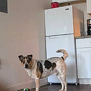 Ezekiel is registered to the contest to win money with this photo: dog, pet, animal, standing, kitchen, refrigerator, cabinets, food_bowl, hardwood_floor, indoor, portrait, speckled_coat, brown_and_white, black_patches, curled_tail, pointed_ears, looking_at_camera, home, appliance, natural_light