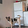 dog, pet, animal, standing, kitchen, refrigerator, cabinets, food_bowl, hardwood_floor, indoor, portrait, speckled_coat, brown_and_white, black_patches, curled_tail, pointed_ears, looking_at_camera, home, appliance, natural_light