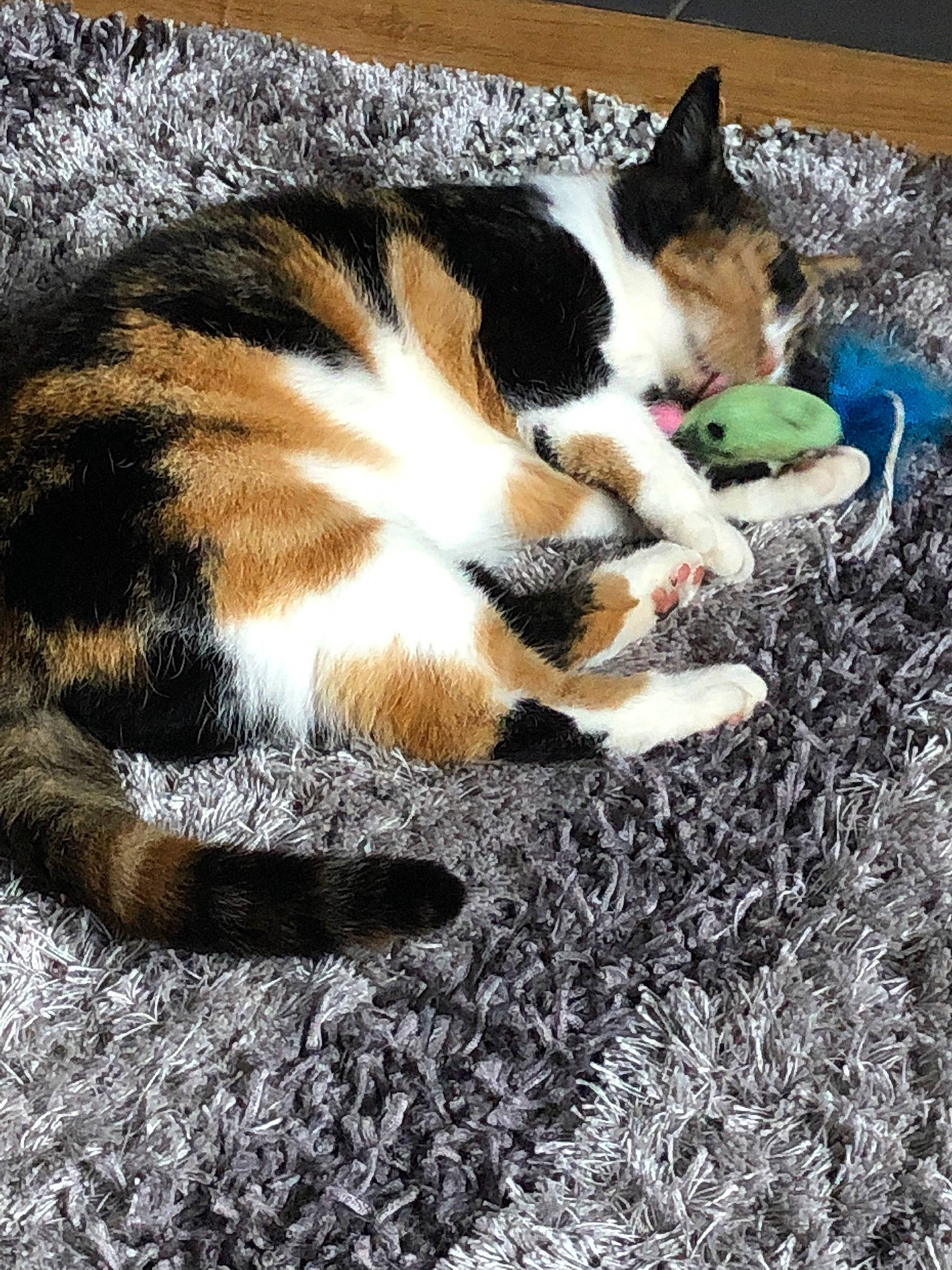 Nibbler is registered to the contest to win money with this photo: canidae, carnivore, cat, dog_breed, domestic_short_haired_cat, fawn, felidae, foot, fur, grass, paw, plant, small_to_medium_sized_cats, soil, sporting_group, tail, terrestrial_animal, tree, whiskers, wood