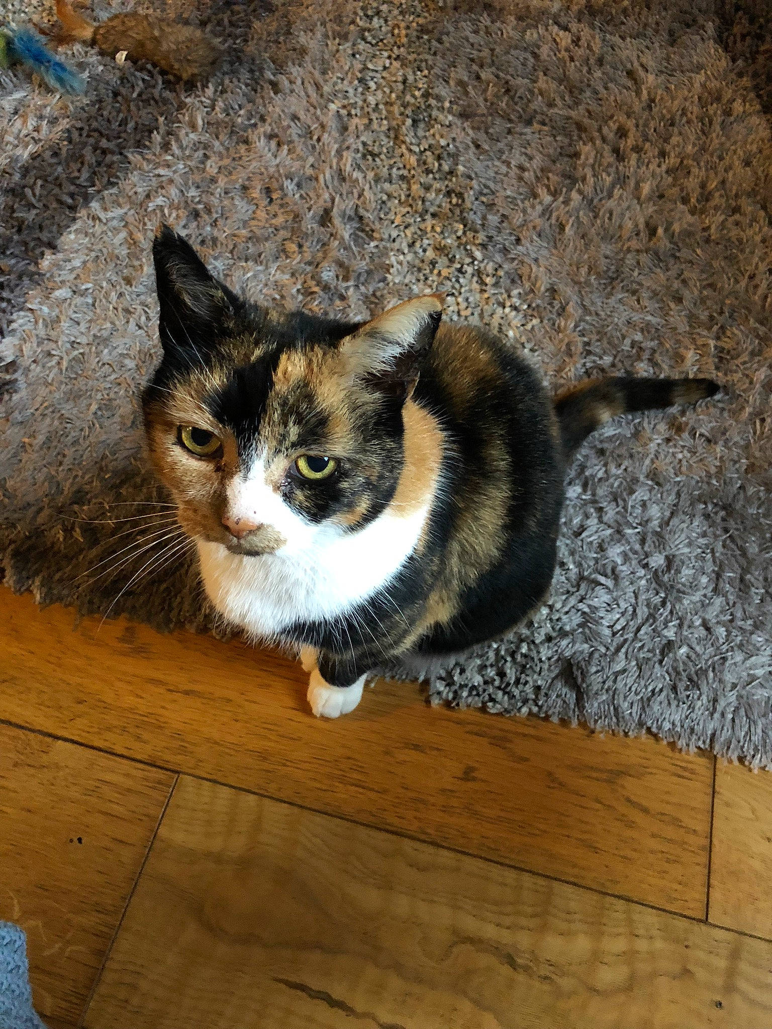 Nibbler joined the competition — help win amazing prizes! carnivore, cat, domestic_short_haired_cat, door, felidae, flooring, fur, grass, hardwood, paw, plank, small_to_medium_sized_cats, tail, tree, whiskers, window, wood, wood_flooring, wood_stain