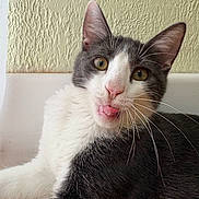 Mila a rejoint le concours — aidez-le/la à gagner de superbes lots ! animal, cat, close_up, curious_eyes, cute, domestic, ears, feline, floor, fur, gray_and_white, indoor, lying_down, mammal, nose, pet, playful, tongue_out, wall, whiskers