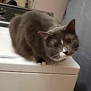 Boo joined the competition — help win amazing prizes! cat, gray_cat, white_spot, whiskers, curious, indoor, appliance, washing_machine, pet, feline, close_up, animal, domestic_cat, ears, fur, eyes, paw, household, looking, cute