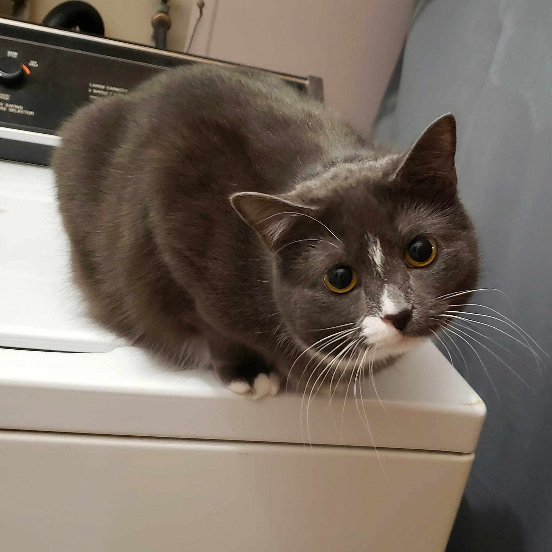 Boo joined the competition — help win amazing prizes! animal, appliance, cat, close_up, curious, cute, domestic_cat, ears, eyes, feline, fur, gray_cat, household, indoor, looking, paw, pet, washing_machine, whiskers, white_spot