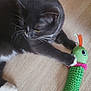 cat, black_cat, white_paws, toy, plush_toy, green_toy, pink_trim, floor, wood_floor, pet, animal, whiskers, paw, playful, indoor, closeup, feline, curious, cute, domestic_cat