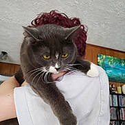Boo is registered to the contest to win money with this photo: animal, bookshelf, cat, closeup, curly_hair, domestic, feline, fur, gray_cat, holding, house, indoor, painting, person, pet, shoulder, whiskers, white_paw, wooden_wall, yellow_eyes