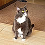 cat, grey_cat, white_paws, yellow_eyes, indoor, wooden_floor, rug, pet, feline, sitting, curious, whiskers, ears, tail, domestic_cat, animal, cute, fur, looking_up, household