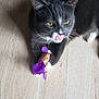 cat, gray_cat, white_paws, yellow_eyes, toy_mouse, purple_feathers, wooden_floor, pet, playful, whiskers, indoor, fur, animal, cute, licking, close_up, domestic_cat, pet_toy, curious, feline