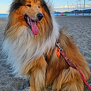 Sherkan participe au concours pour gagner de l'argent avec cette photo : animal, beach, canine, coastline, collar, dog, fluffy, happy, leash, nature, outdoor, pet, sand, sea, sky, summer, sunlight, tongue_out, water, waves