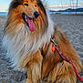 animal, beach, canine, coastline, collar, dog, fluffy, happy, leash, nature, outdoor, pet, sand, sea, sky, summer, sunlight, tongue_out, water, waves