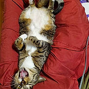 Rio is registered to the contest to win money with this photo: cat, tabby, feline, pet, upside_down, lying_down, red_cushion, belly, paws, yawning, open_mouth, whiskers, yellow_eyes, striped_fur, indoor, furniture, relaxed, sleepy, funny_pose, closeup